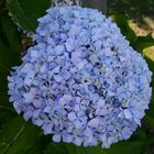 Hortensia