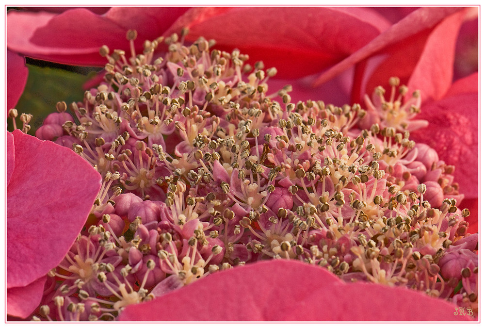 Hortensia