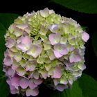 hortensia