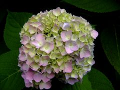 hortensia