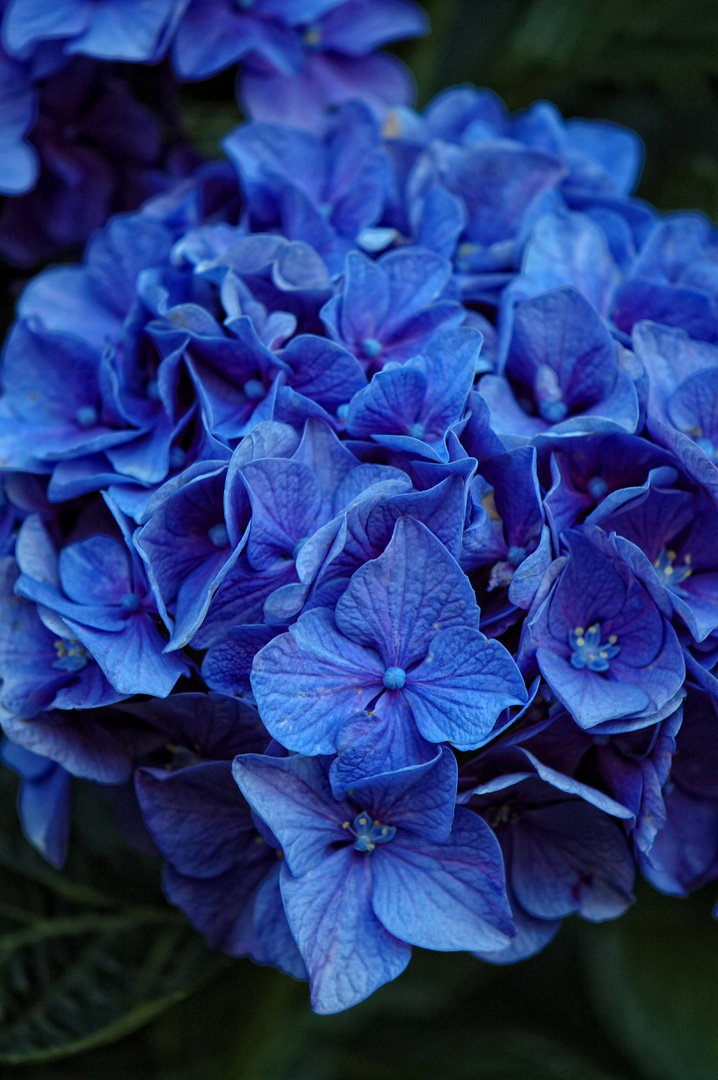 HORTENSIA