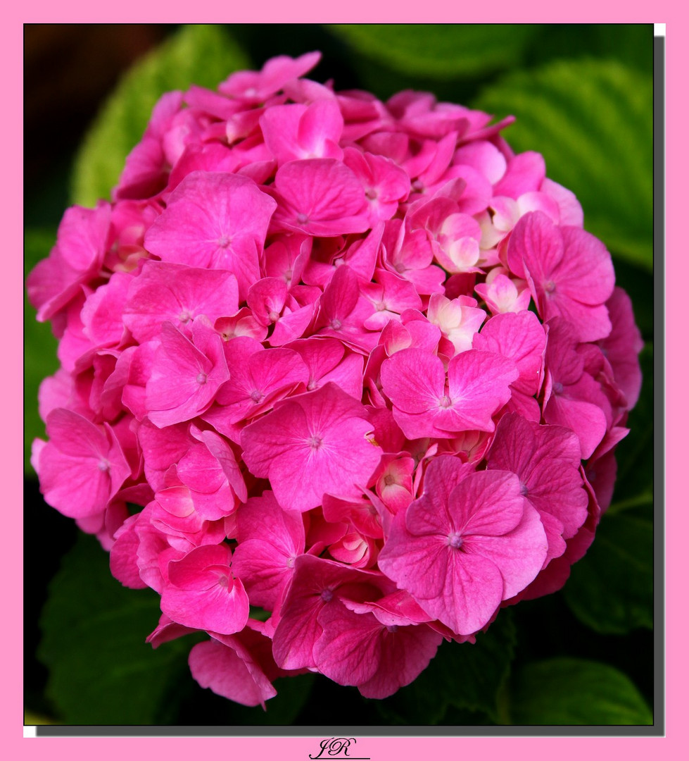 Hortensia-2