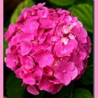 Hortensia-2