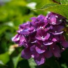 Hortensia