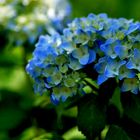 Hortensia