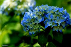 Hortensia