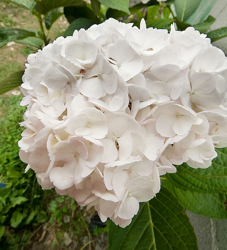 Hortensia