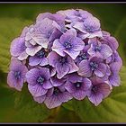 hortensia