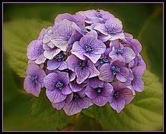 hortensia