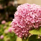 Hortensia