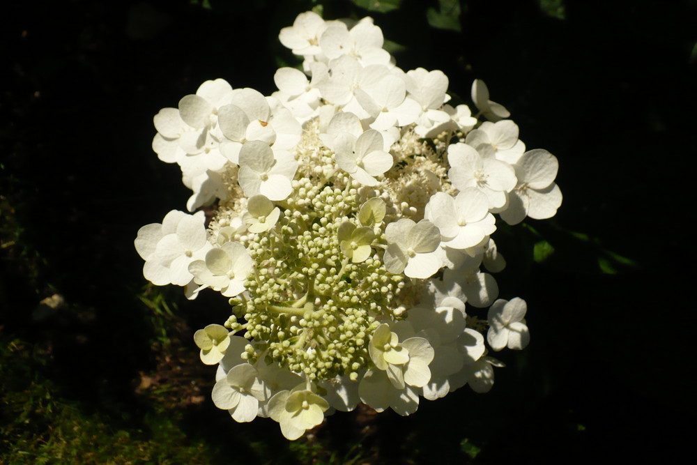 hortensia