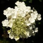 hortensia