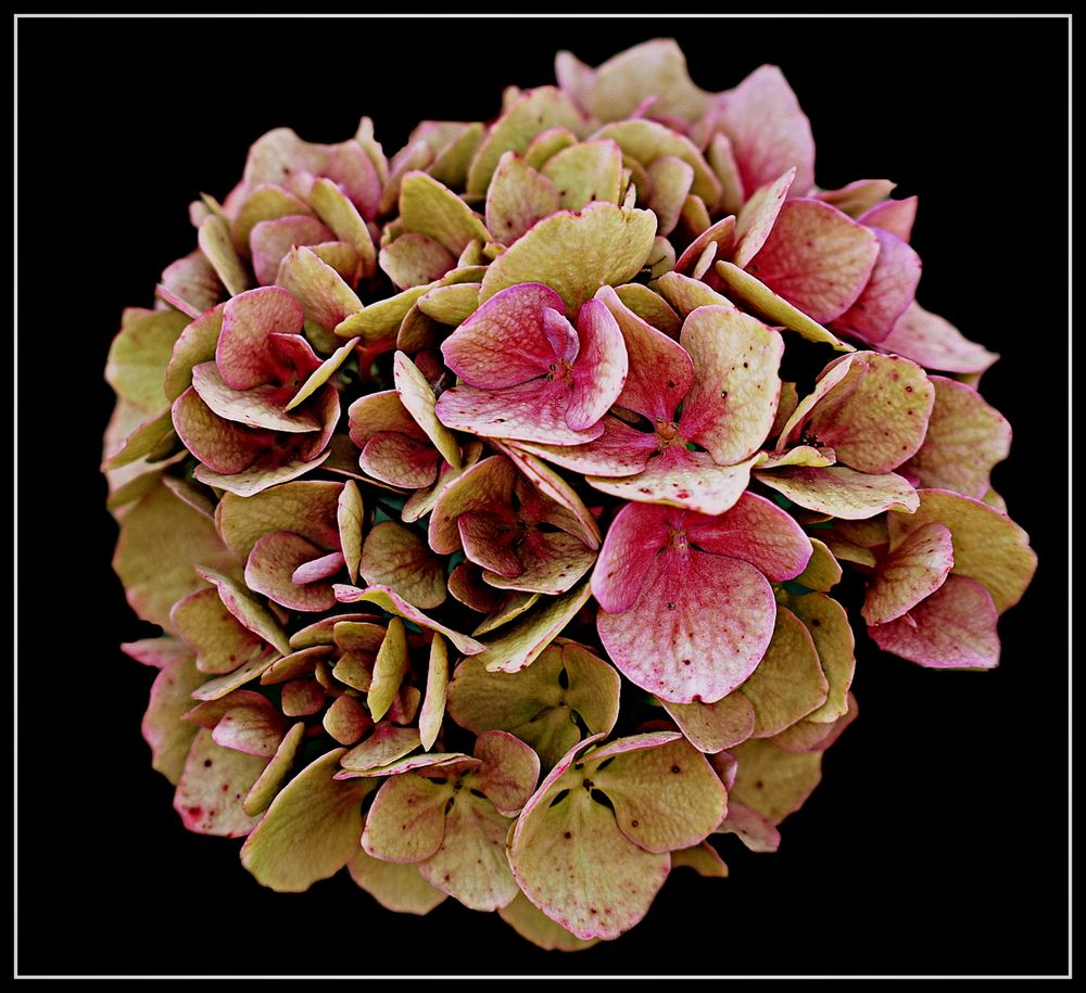 hortensia