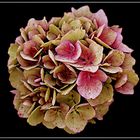 hortensia