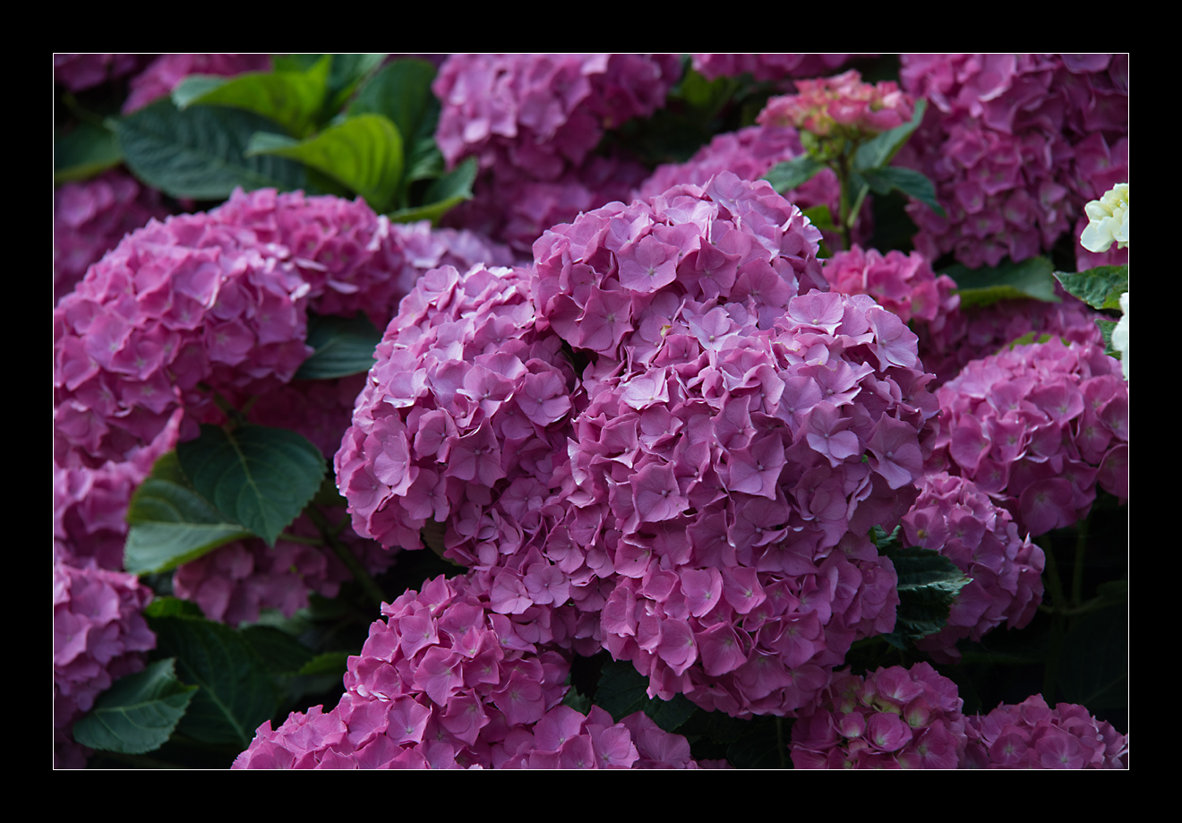 Hortensia