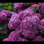 Hortensia