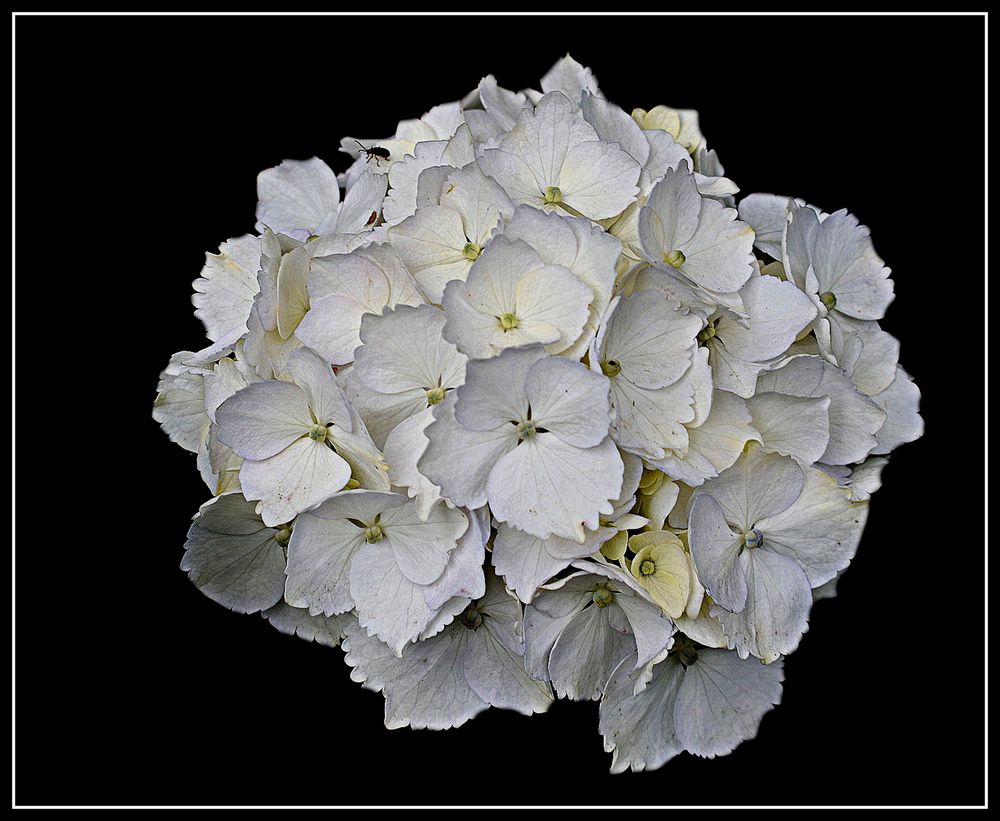 hortensia