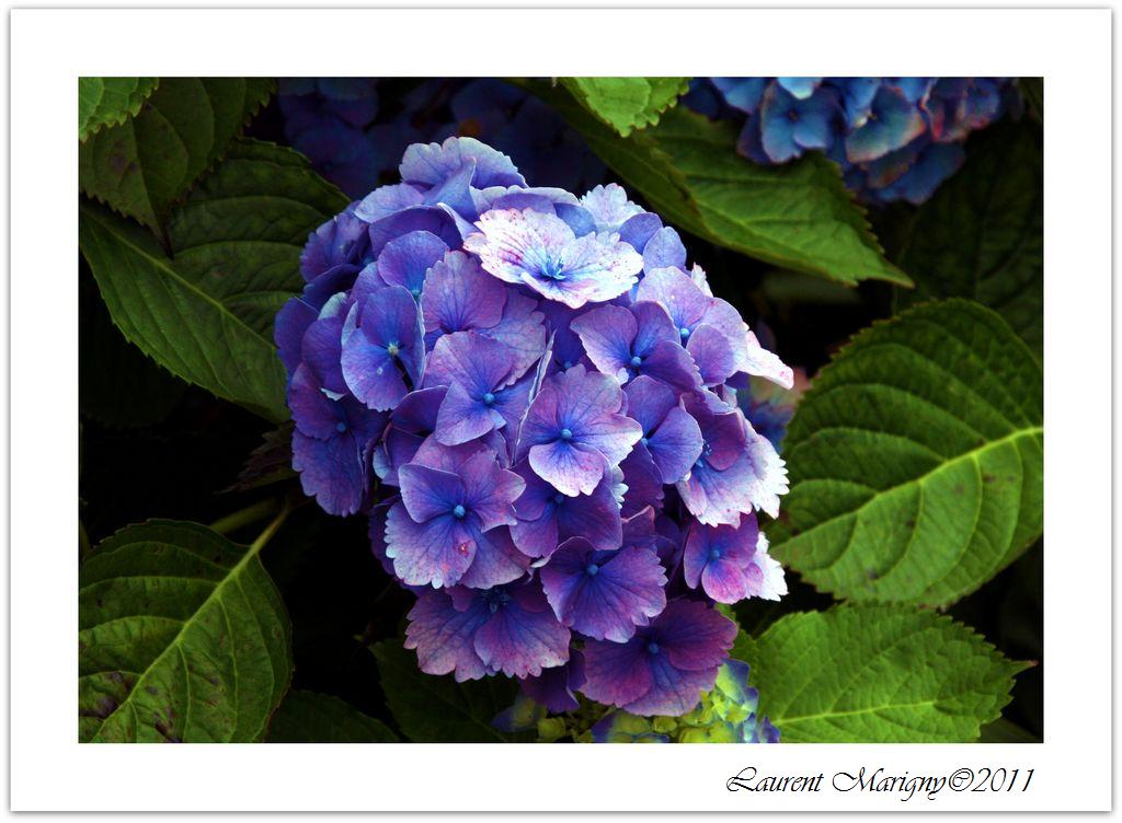 Hortensia