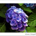 Hortensia