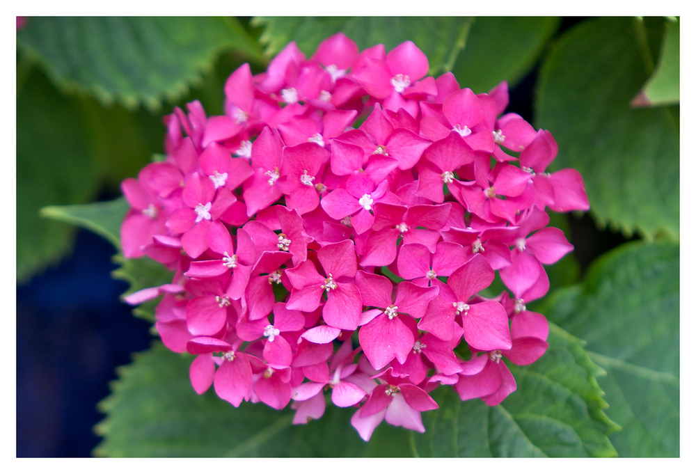 Hortensia