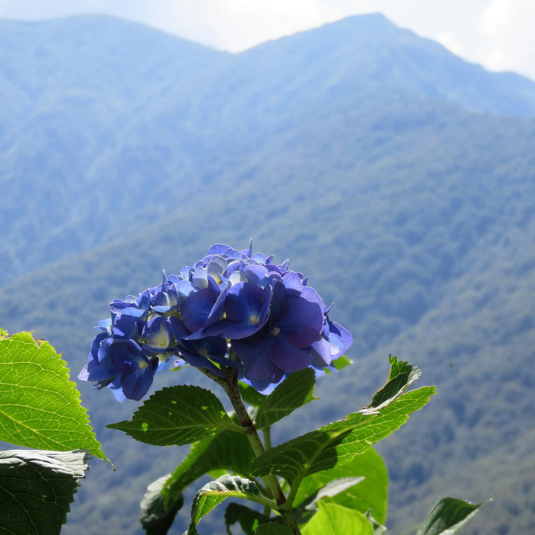 Hortensia