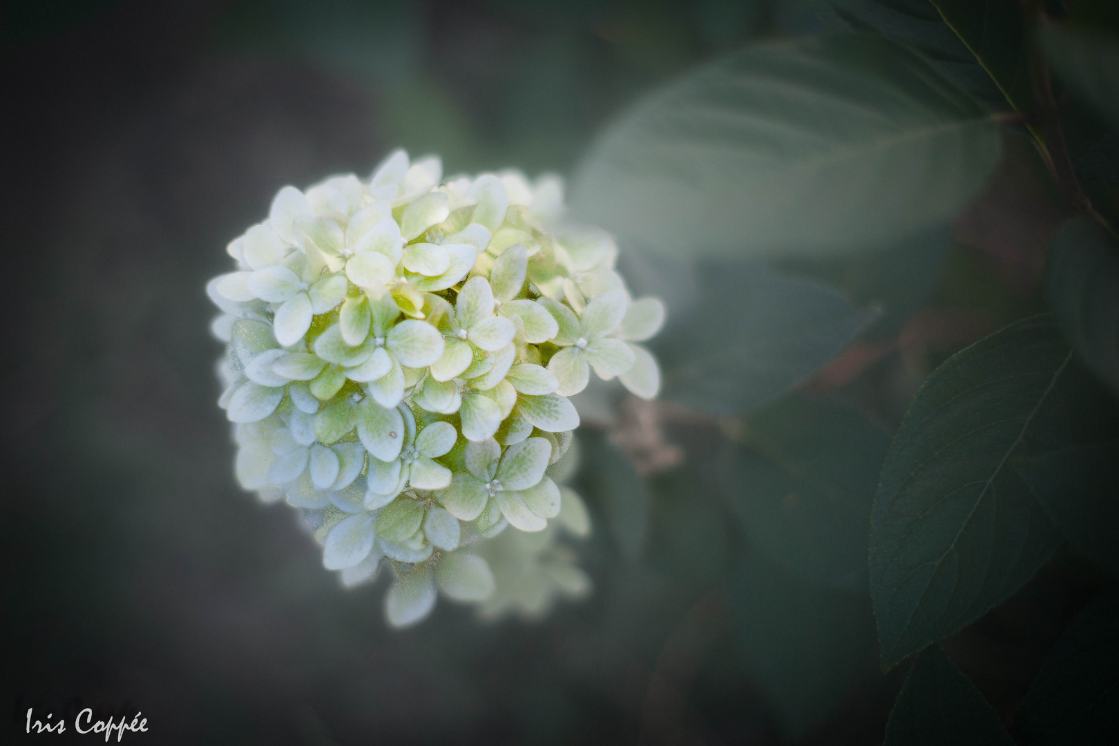 Hortensia