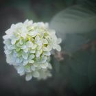 Hortensia