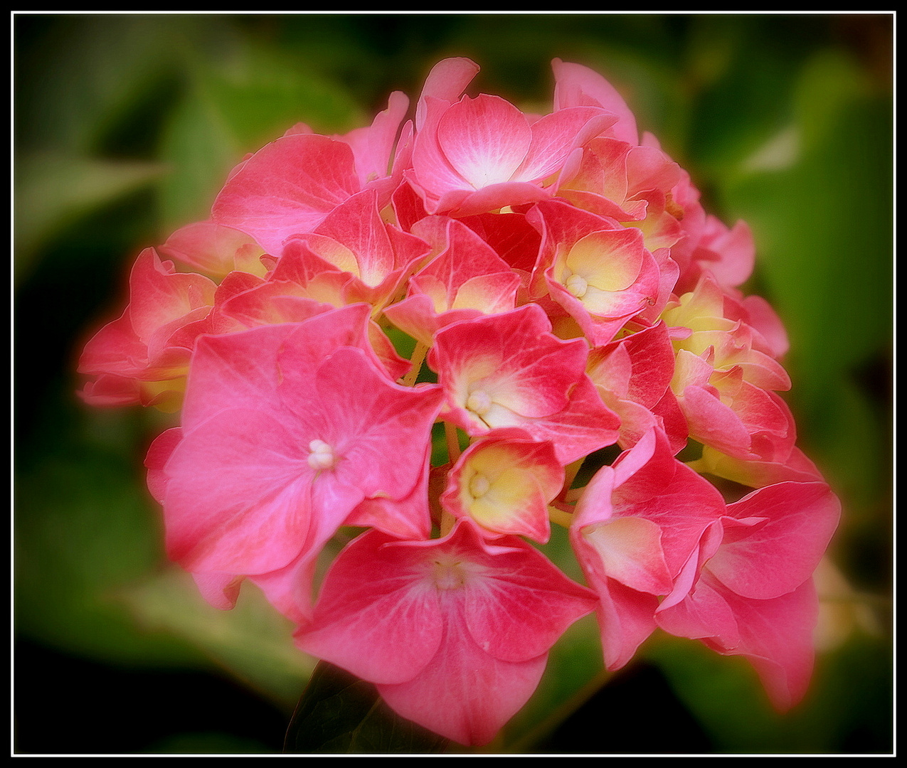 hortensia