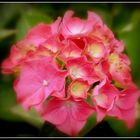 hortensia