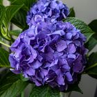 Hortensia