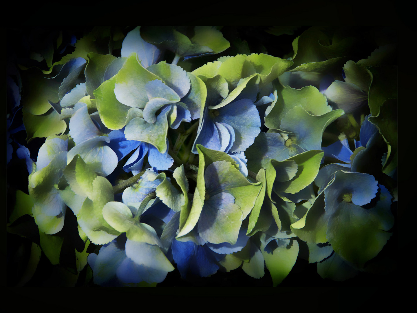 Hortensia