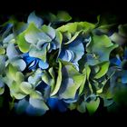 Hortensia