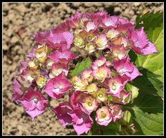 hortensia