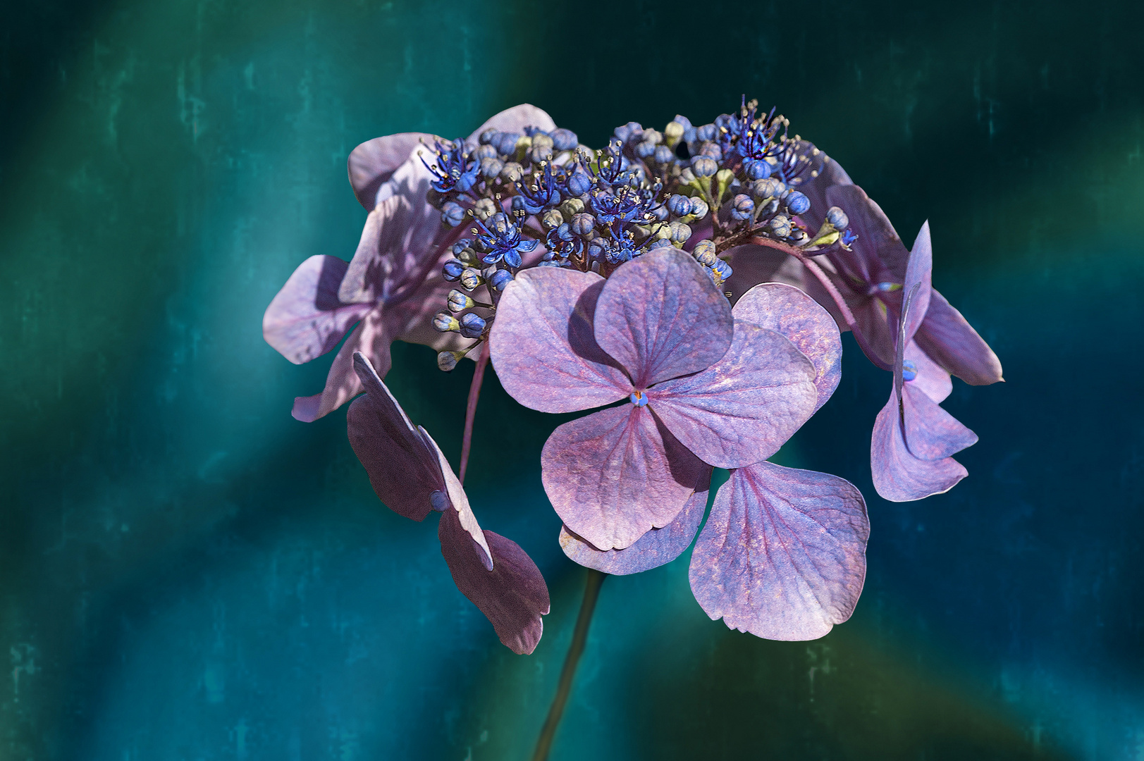 HORTENSIA