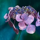 HORTENSIA