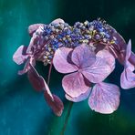 HORTENSIA