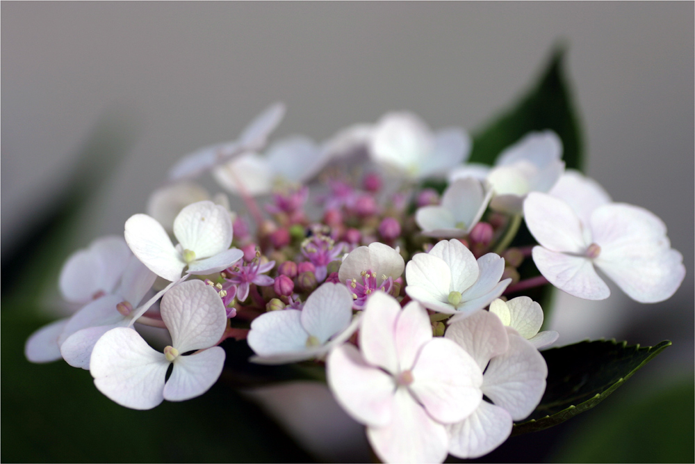 hortensia