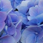 hortensia