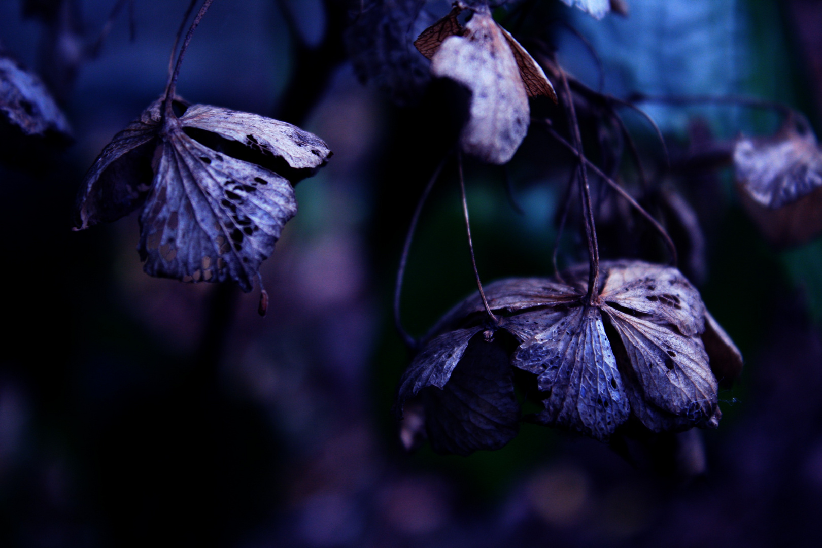 Hortensia