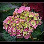 hortensia