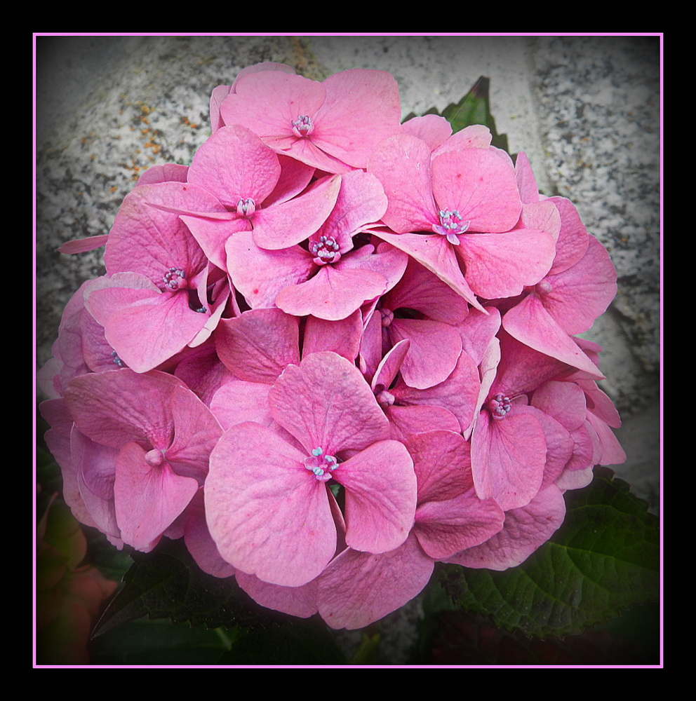 hortensia