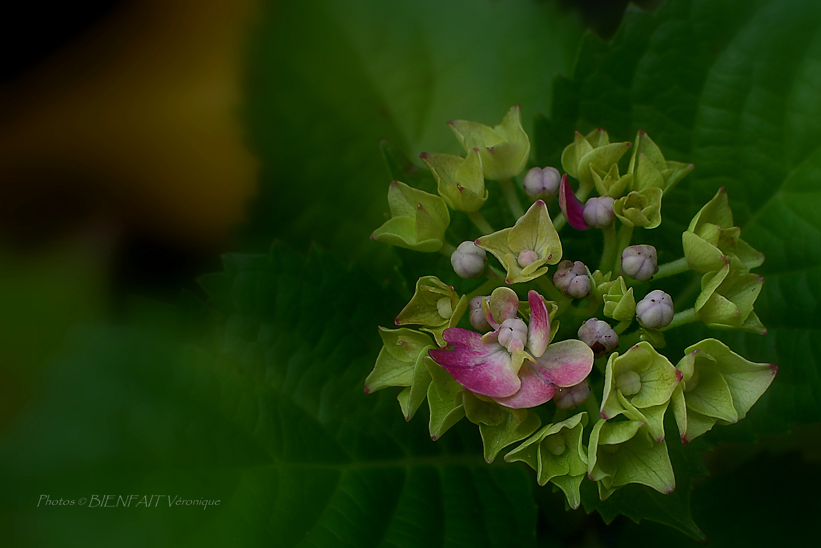 hortensia