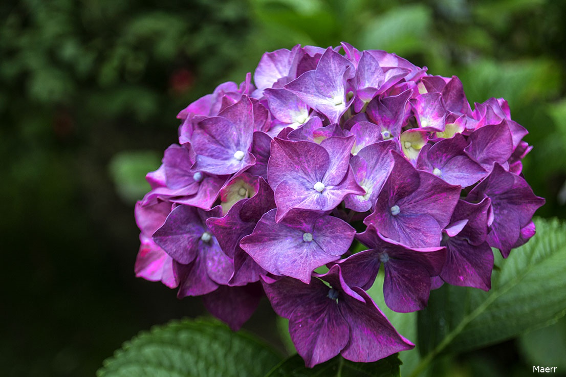 Hortensia