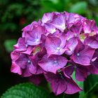 Hortensia