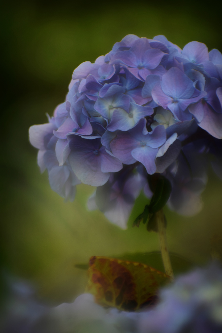 Hortensia 