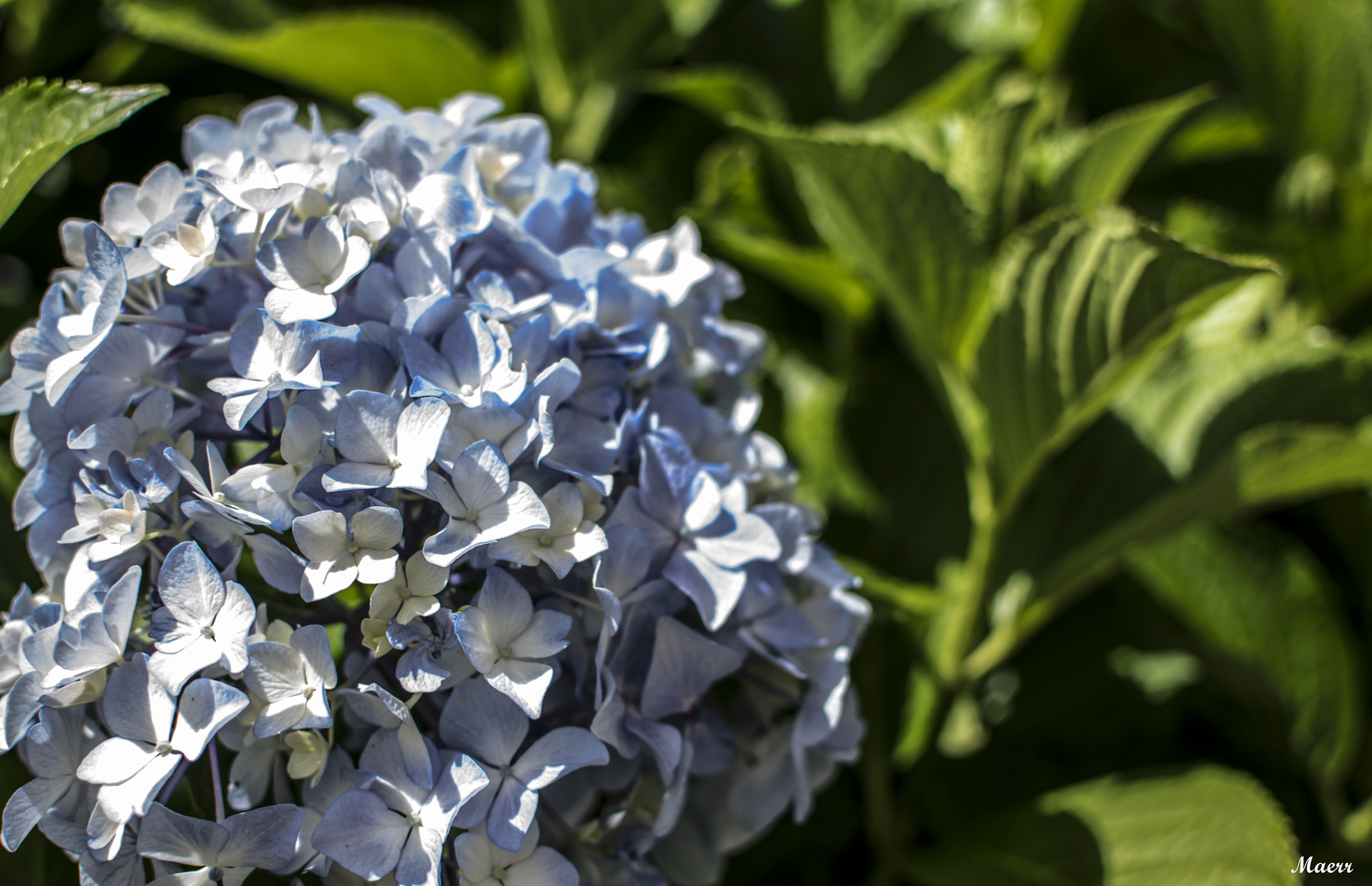 Hortensia blanca-azul