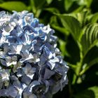 Hortensia blanca-azul