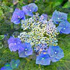 „ Hortensia Blue "