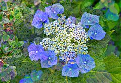 „ Hortensia Blue "