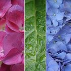 Hortensia